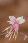 Southern meadow-rue